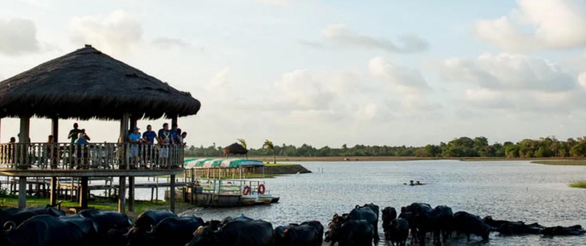 Amazônia Atlântica...