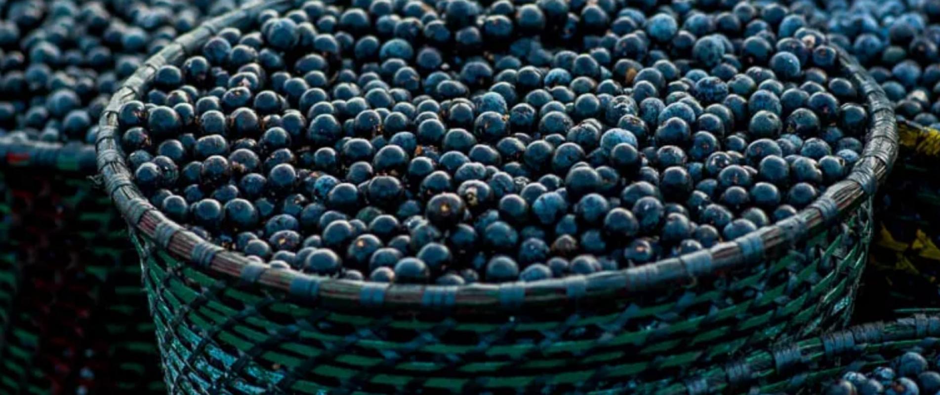 Cultura do Açaí...