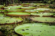 Bosque Rodrigues Alves...
