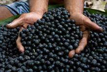 cultura açaí...