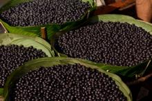 cultura açaí...