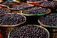 cultura açaí...