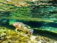 Reserva especial de pesca esportiva rio Azul/rio São Benedito...